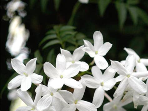 Spreebird wildlife: Jasmine (common) The National flower of Pakistan