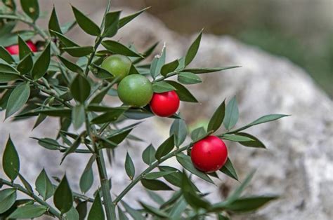 Rusco for tired legs and other powerful benefits. A wonderful infusion