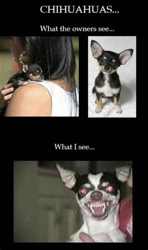 I Like The Owners Version Funny Pictures 37 Pics Chihuahua