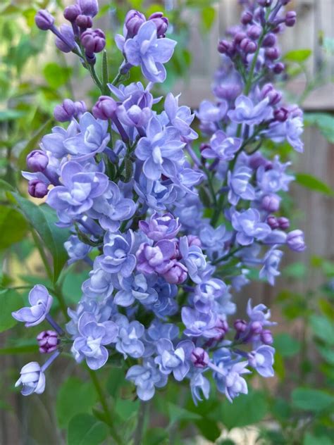 The Best Blue Lilac For Your Garden Hope And Hedges