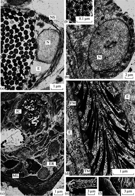 Ultrastructural Organization Of Male Genital Ducts And Copulatory