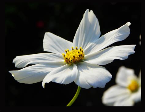 Cosmea - Blumen, Schwarz weiß, Fotografie, Schmuckkörbchen von Hibiskus ...
