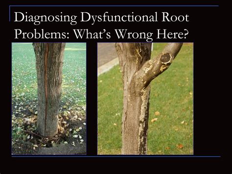 Ppt Dysfunctional Root Systems And Brief Landscape Lives Stem