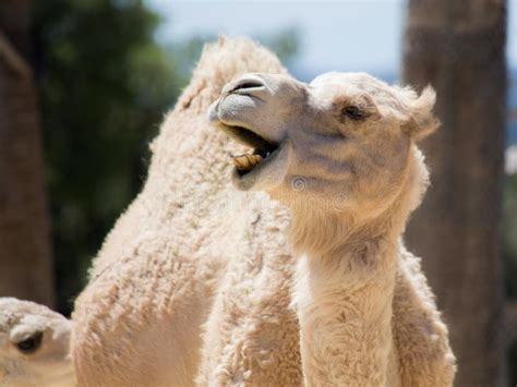 The Laughing Camel Stock Image Image Of Cute Safari 25105621