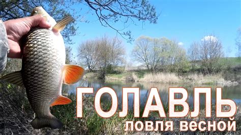 Отличная рыбалка на голавля! Секреты ловли голавля весной / ГОЛАВЛЬ НА ...
