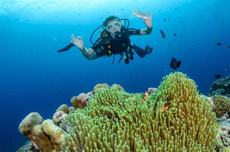 stay relax  days  dives ikan dive diving program