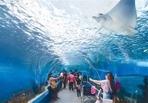The Largest Aquarium In The Philippines Is Now Here In Cebu