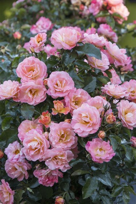 Peach Drift® Groundcover Rose, Rosa hybrid 'Meiggili' PP #18542