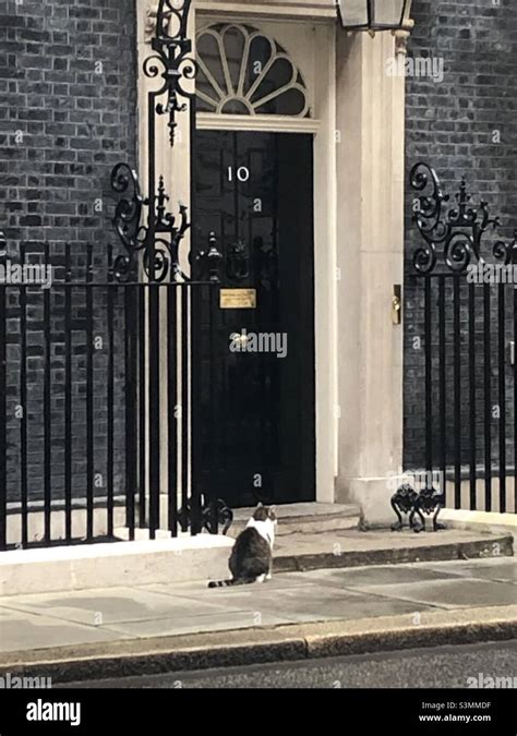 Larry the Downing Street cat Stock Photo - Alamy