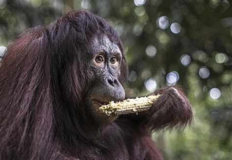 Orangutan Rehabilitation: A Programme to Return to Their Natural Habitat - FOUR PAWS ...