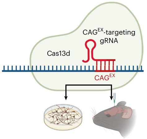 Crispr Based Therapy Alleviates Huntingtons Disease Symptoms In Mouse