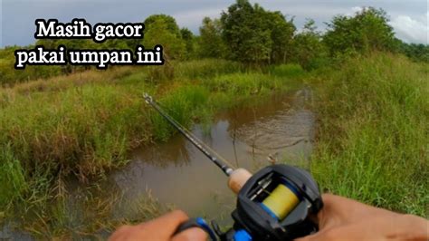 Masih Gacor Pakai Umpan Ini Casting Ikan Gabus Di Rawa Bergambut Jadi