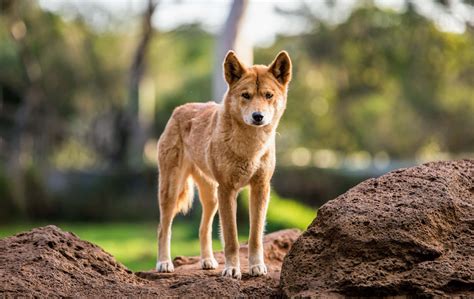Download Playful Dingo In Natural Habitat Wallpaper | Wallpapers.com
