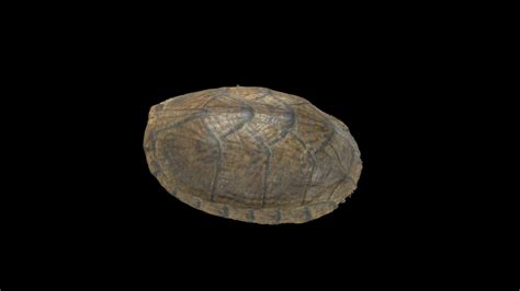 Stenotherusdepressuspchp4788 3d Model By Nathanael