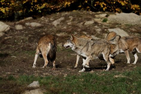 Wild Wolf Pack Stock Photo - Animal stock photo free download