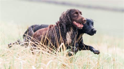 English Springer Spaniel Breed Facts And Characteristics Horse And Hound