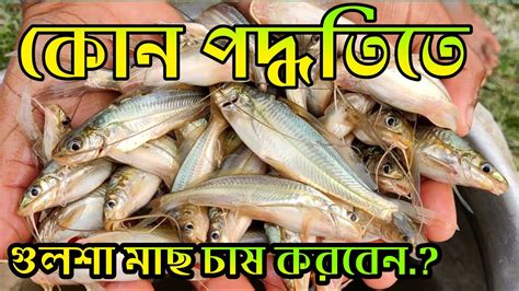 গুলশা এবং কার্প জাতীয় মাছের লাভজনক মিশ্র চাষ পদ্ধতি গুলশা মাছের পোনা