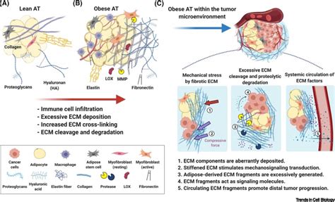 Extracellular Matrix Turnover And Signaling During Cardiac, 46% OFF