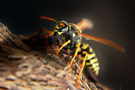 Hornet Wasp Sting - Free photo on Pixabay - Pixabay