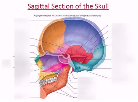 sagittal section   skull part  diagram quizlet