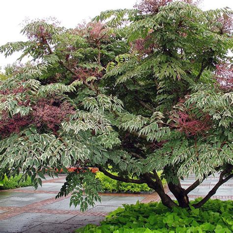 Аралия маньчжурская пестрая - Aralia mandshurica f. variegata