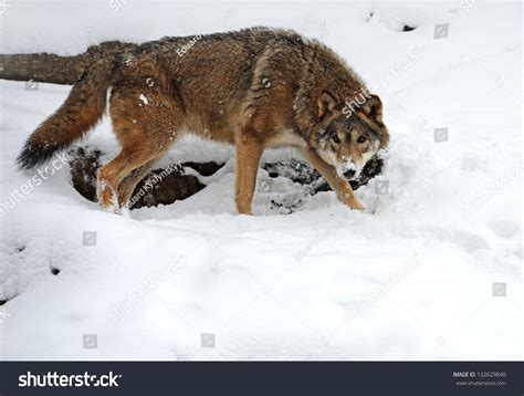 Wolf In Its Natural Habitat Stock Photo 132629840 : Shutterstock