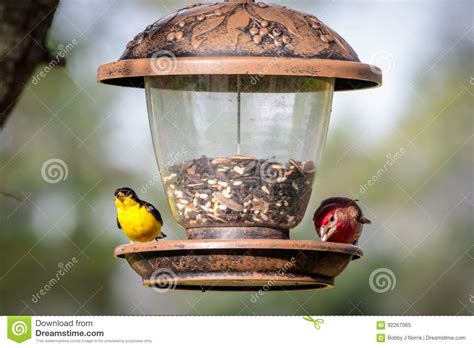 Finches at the Feeder stock image. Image of wild, finches - 92267065