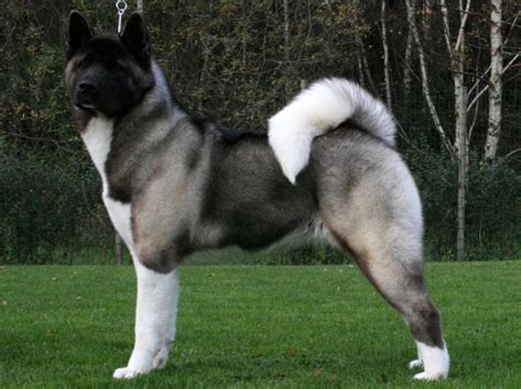 Big American Akita Photo And Wallpaper Beautiful Big American Akita