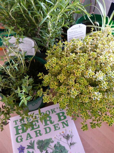 Herbes M Dicinales Pour Les Personnes G Es Cultiver Des Herbes Pour