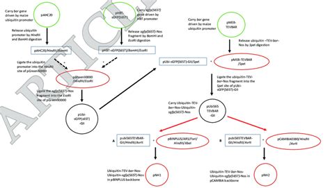 cloning strategy   construction