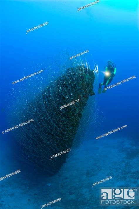 Diver At Bow Of USS Apogon Submarine Bikini Atoll Micronesia Pacific