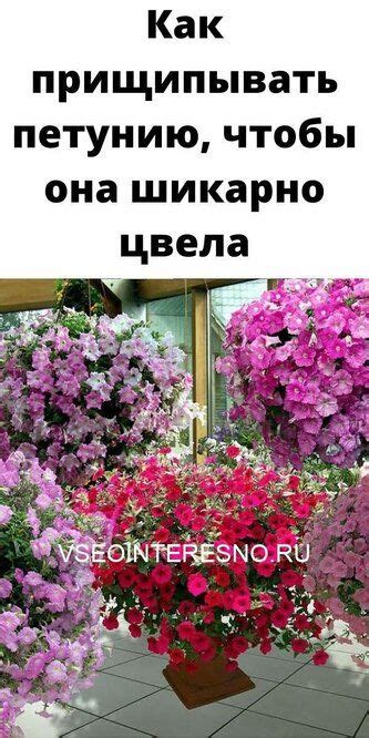 Как прищипывать петунию, чтобы она шикарно цвела | Петунии, Уличные ...