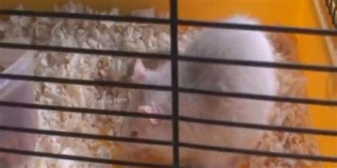 Hot Guy Screws Neighbour Granny Tnaflix