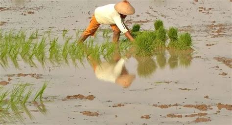 Luhut Pandjaitan Minta Semua Bersiap Hadapi El Nino Suhu Indonesia