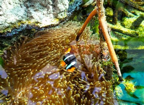 orange clownfish swimming  protective sea anemone tentacles