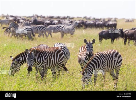 African Birds Serengeti Birds Hi Res Stock Photography And Images Alamy