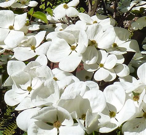 Venus® Flowering Dogwood | Natorp's Online Plant Store