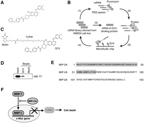 (A) Chemical structure of Q15. (B) Step 1: A cDNA library derived from ...