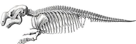 female skeleton   dugong  home   scientific