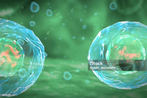 tahapan pembagian sel mitosis foto stok  gambar