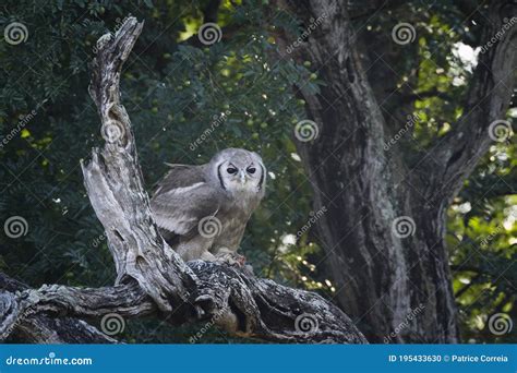 Verreaux Eagle Owl In Kruger National Park South Africa Stock Photo