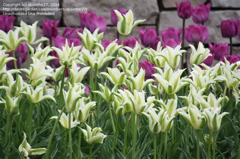 Грин Стар Фото – Telegraph