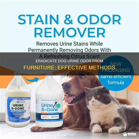 how to remove dog urine odor from couch