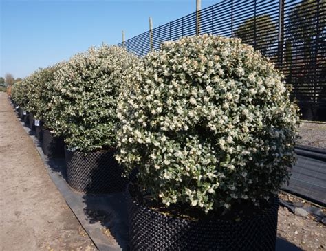 Osmanthus X Burkwoodii Sweet Olive Deepdale Trees