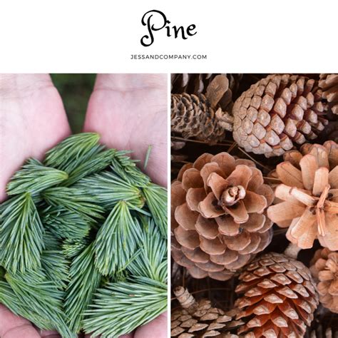 Mother Nature Heals | Pine | Jess and Co.