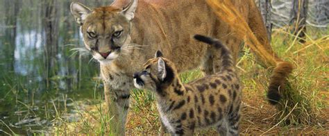 Catching Live Florida Panther Cubs Lands Man In Jail - AllOutdoor.com