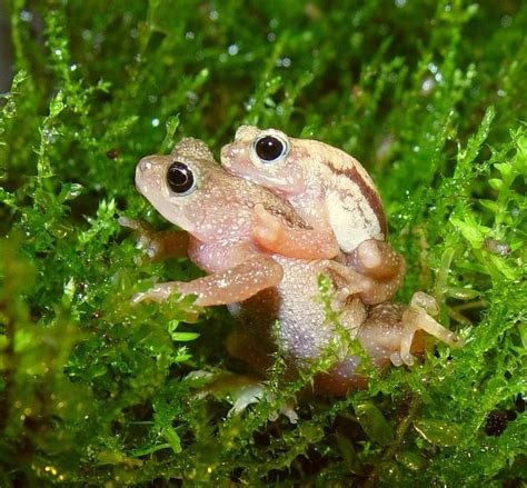 Kihansi Spray Toad Nectophrynoides Asperginis Rare Animals