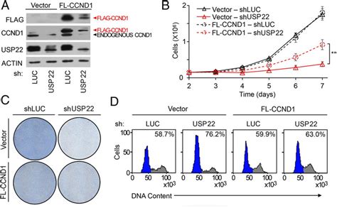 Ectopic Expression Of Ccnd1 Provides A Partial Genetic Rescue Of The