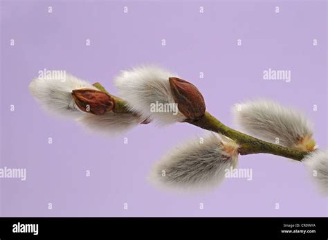 Pussy Willow Salix Sp Stock Photo Alamy