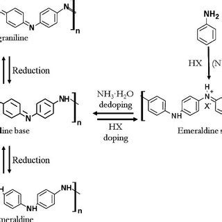 Scheme Of The Pani Structure At Different State During The Process Of